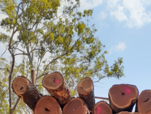 Sägeblöcke Eisenholz Cooktown 700 mm x 7 m