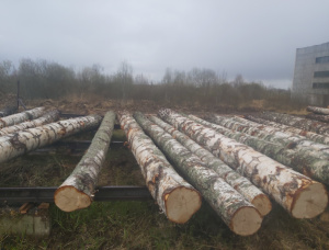 Silver Birch Veneer logs 500 mm x 6 m