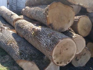 White Oak Sawlog 4 m x 300 mm