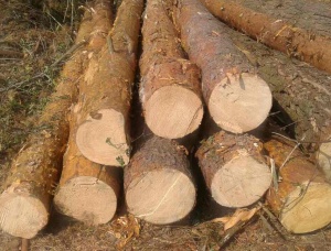 Saw logs Pine 260 mm x 5.80 m
