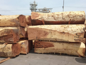 Saman Square Logs 100 mm x 1000 mm x 2.5 m