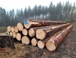 Spruce-Pine-Fir (SPF) Sawlog 380 mm x 12 m