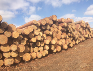 Siberian Larch Sawlog 30 mm x 6 m