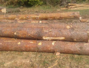 Saw logs Pine 260 mm x 3.80 m