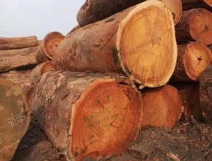 Teak Square Logs 24 in. x 24 in. x 40 ft.