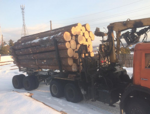 Siberian Pine Sawlog 500 mm x 6 m