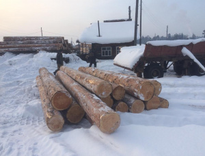 Siberian Pine Sawlog 30 mm x 6 m