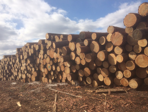 Siberian Larch Sawlog 30 mm x 6 m