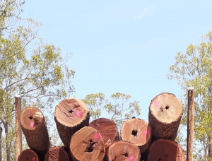 Cooktown Ironwood Sawlog 700 mm x 7 m