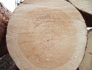 Sawlog Pine 180 mm x 3 m