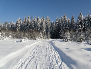 Лес на корню в Ленинградской области