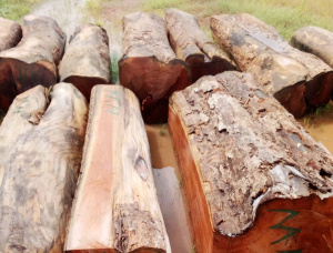 Mahogany Square Logs 78 in. x 78 in. x 9 ft.