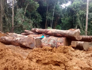 100 mm x 200 mm x 500 mm AD S4S  Azobé (Bongossi, Ekki) Lumber