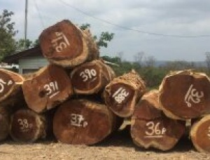 Monkeypod logs, where our sawn products came from