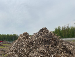 European spruce Wood chips