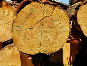 Sägeblöcke Radiata Pine 500 mm x 2.5 m