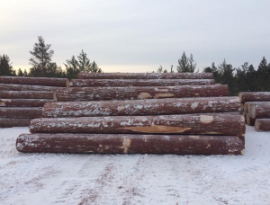 Siberian Larch Sawlog 100 mm x 6 m