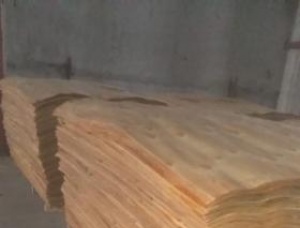 Rotary cut veneer 1 mm x 1440 mm x 2600 mm