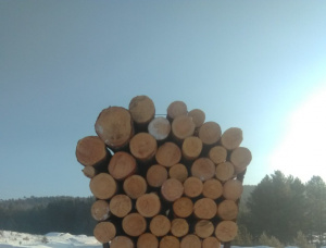 Siberian Pine Sawlog 500 mm x 6 m