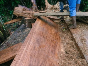 40 mm x 600 mm x 1100 mm Tischplatte mit Baumkante Massivholz Dipterocarpus