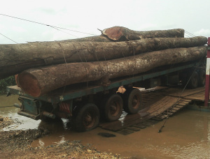 Sapelli (Sapele, Aboudikro, Penkwa, Lifaki) Tree Seedlings  121-130