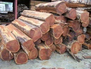 Bilinga (Opepe, Badi) Sawlog 200 mm x 8 m