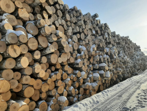 Silver Birch Veneer logs 600 mm x 4 m