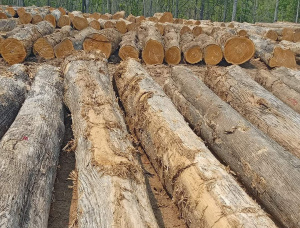 Teck Grume de sciage 700 mm x 5 m