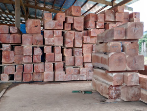 Doussie (Afzelia, Lingue, Apa, Chanfuta) Square Logs 160 mm x 180 mm x 3000 m