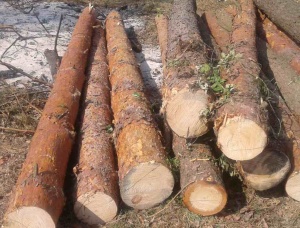 Saw logs Pine 260 mm x 3.80 m