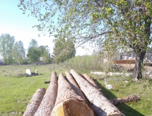 Swiss pine Sawlog 30 mm x 9 m