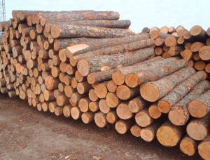 Padouk (Camwood, Barwood, Mbel, Corail) Sawlog 10000 mm x 10 m