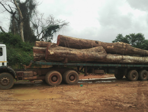 Sapelli (Sapele, Aboudikro, Penkwa, Lifaki) Tree Seedlings  121-130