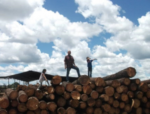 Scots Pine Veneer logs 500 mm x 6 m