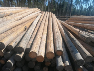 Spruce Sawlog 500 mm x 11.8 m