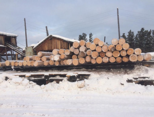 Siberian Pine Sawlog 30 mm x 6 m