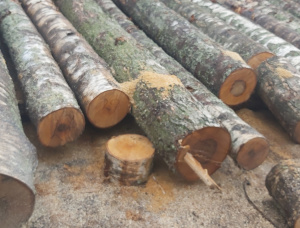 Silver Birch Veneer logs 500 mm x 6 m