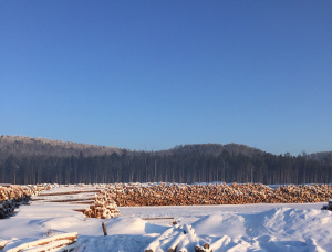 Siberian Pine Sawlog 24 mm x 6 m