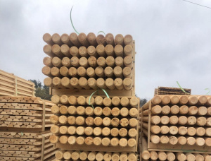 Spruce-Pine (S-P) Poles 100 mm x 6 m