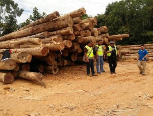 Troza para aserrado  x 7 m