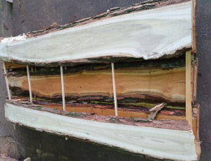 25 mm x 150 mm x 2500 mm AD R/S  Acacia Lumber
