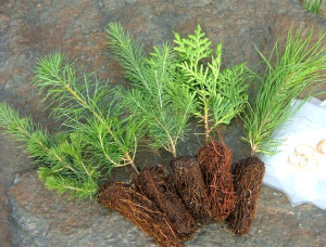 Austrian black pine Tree Seedlings  71-80