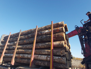 Silver Birch Veneer logs 500 mm x 6 m