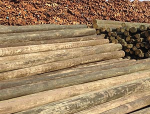 Radiata Pine Poles 250 mm x 9 m