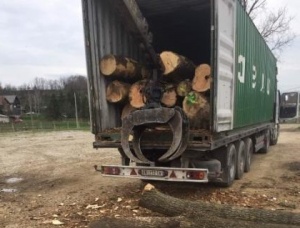 White Ash Veneer logs 400 mm x 6 m