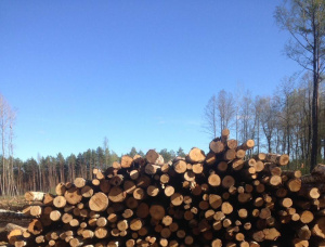 Faserholz Birke 150 mm x 6 m