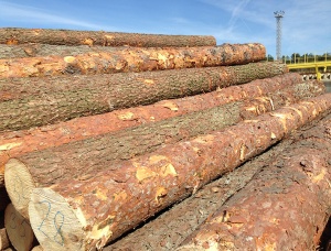 Oak logs 3.8 m