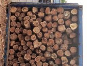 Hemlock Sawlog 20 in. x 19 ft.