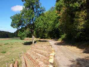 European spruce Sawlog 400 mm x 11.8 m