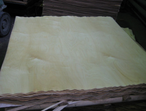 Paper Birch Rotary Cut Veneer 1600 mm x 1600 mm x 1.15 mm